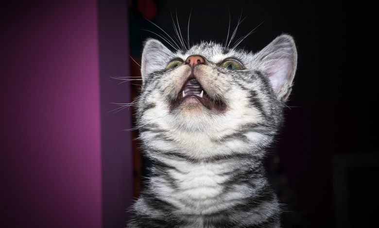 فقدان الأسنان اللبنية عند القطط
