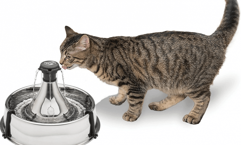 نافورة ماء القطط