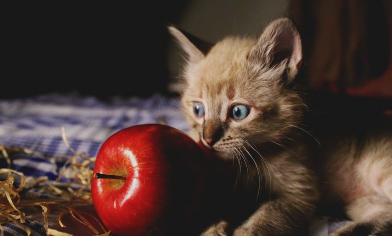 التفاح للقطط