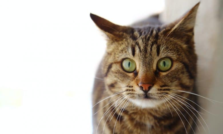 القطط ذات العيون الخضراء