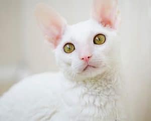 قط كورنيش ريكس أبيض