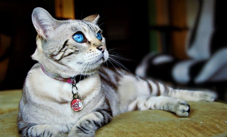 قطط ذات العيون الزرقاء