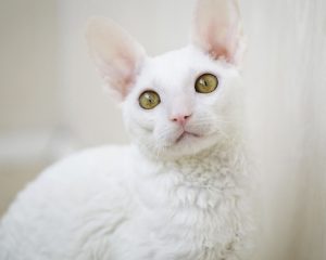قط لابرم أبيض