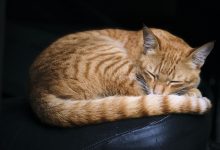 وضعيات نوم القطط