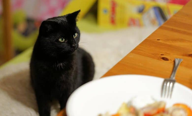 جدول وجبات القطط