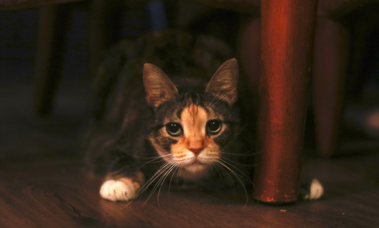 علاج فقدان الشهية عند القطط في المنزل
