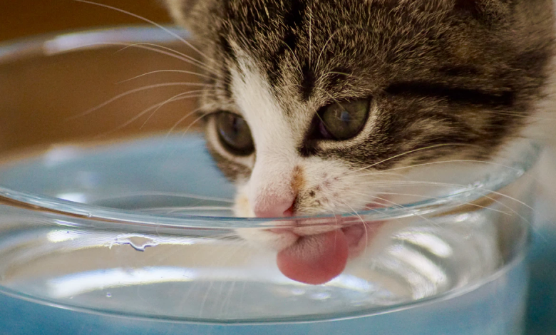 هل تفضل القطط الماء الدافئ أم البارد؟