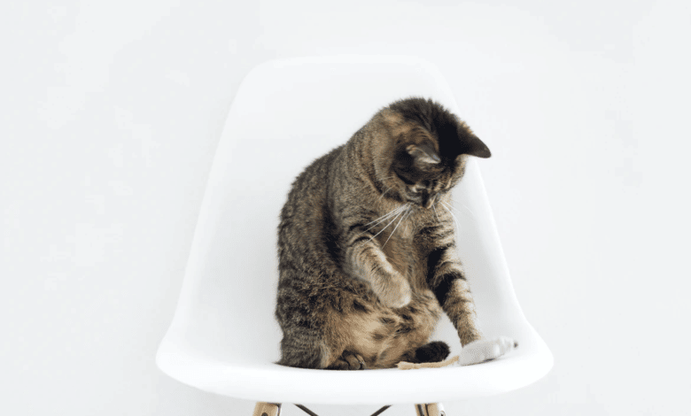 العلاج المنزلي لآلام المعدة عند القطط