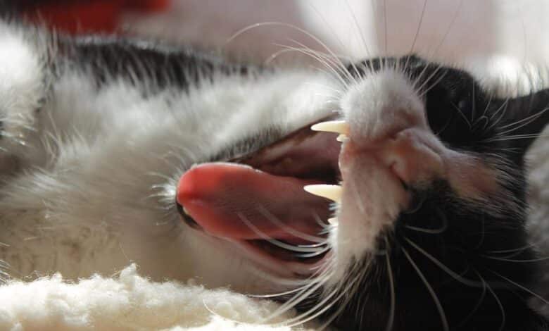 بديل معجون أسنان القطط