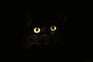 عيون القطط في الليل
