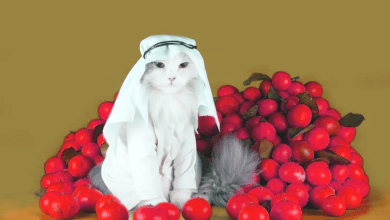 اسماء قطط عربية
