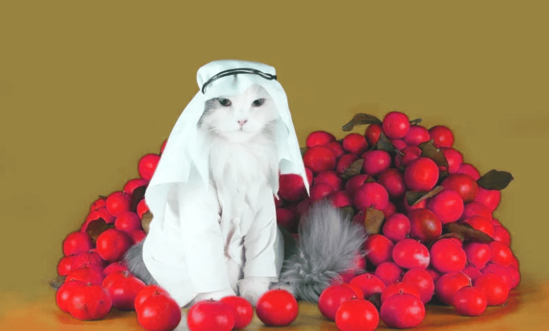 اسماء قطط عربية