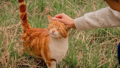 علاج فطريات القطط