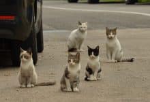 هل يمكن تربية قطط الشوارع