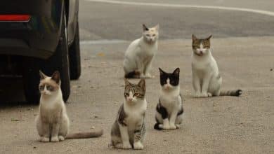هل يمكن تربية قطط الشوارع
