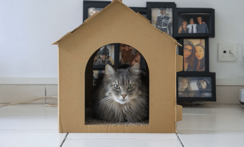 أفضل بيت للقطط