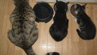 كمية الطعام المناسبة للقطط