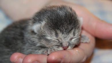 رعاية قطة حديثة الولادة